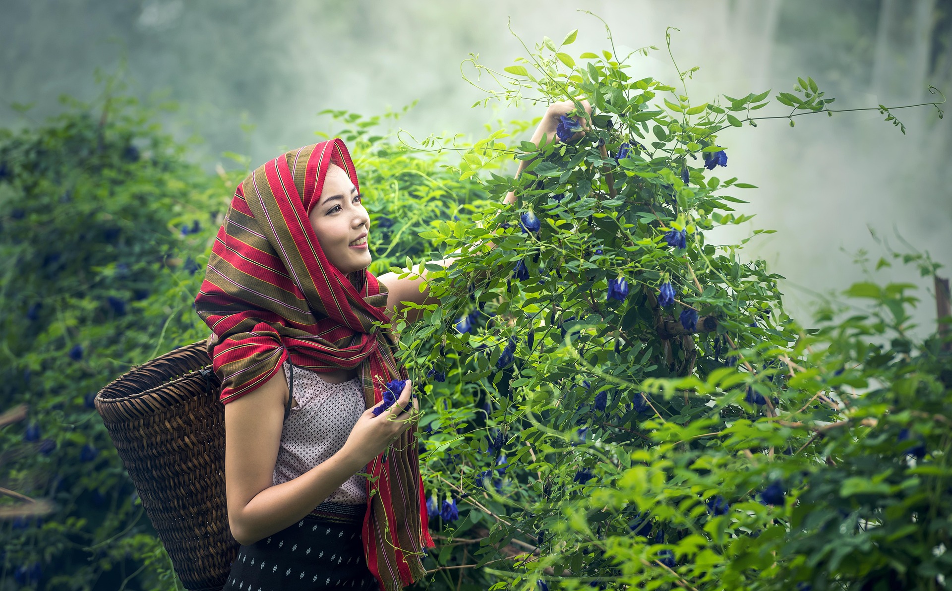 Perempuan memakai scarf sedang memetik tanaman